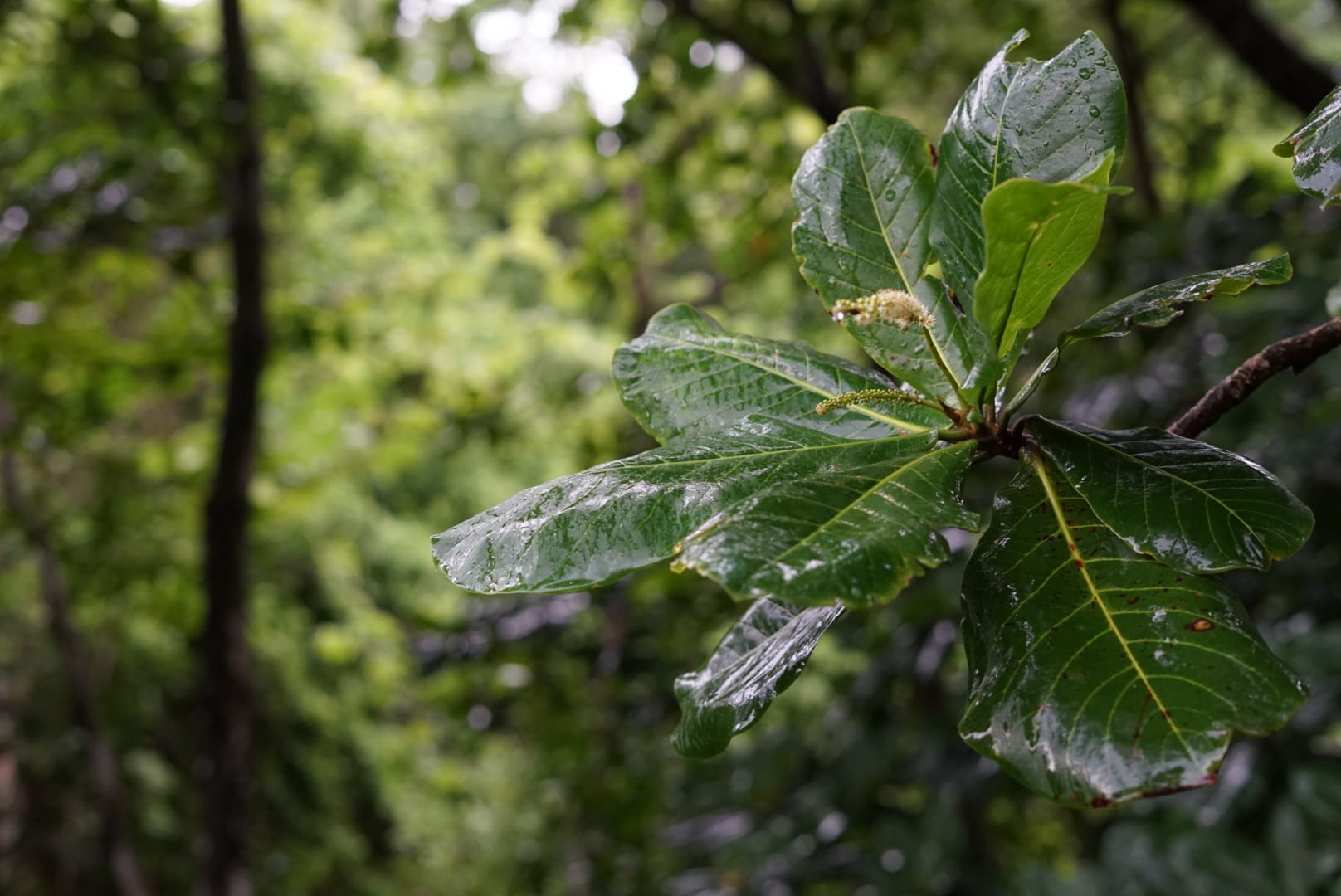 Photo macro feuille d'un arbre dans forêt tropicale